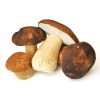 Porcini bouchon