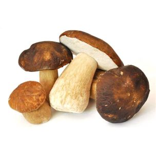 Porcini bouchon